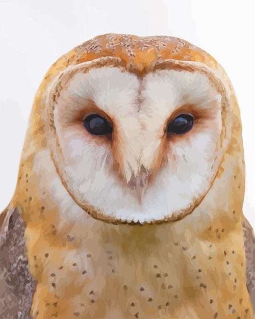 

Tawny Owl – Paint By Numbers - 40*50CM, 501 Original