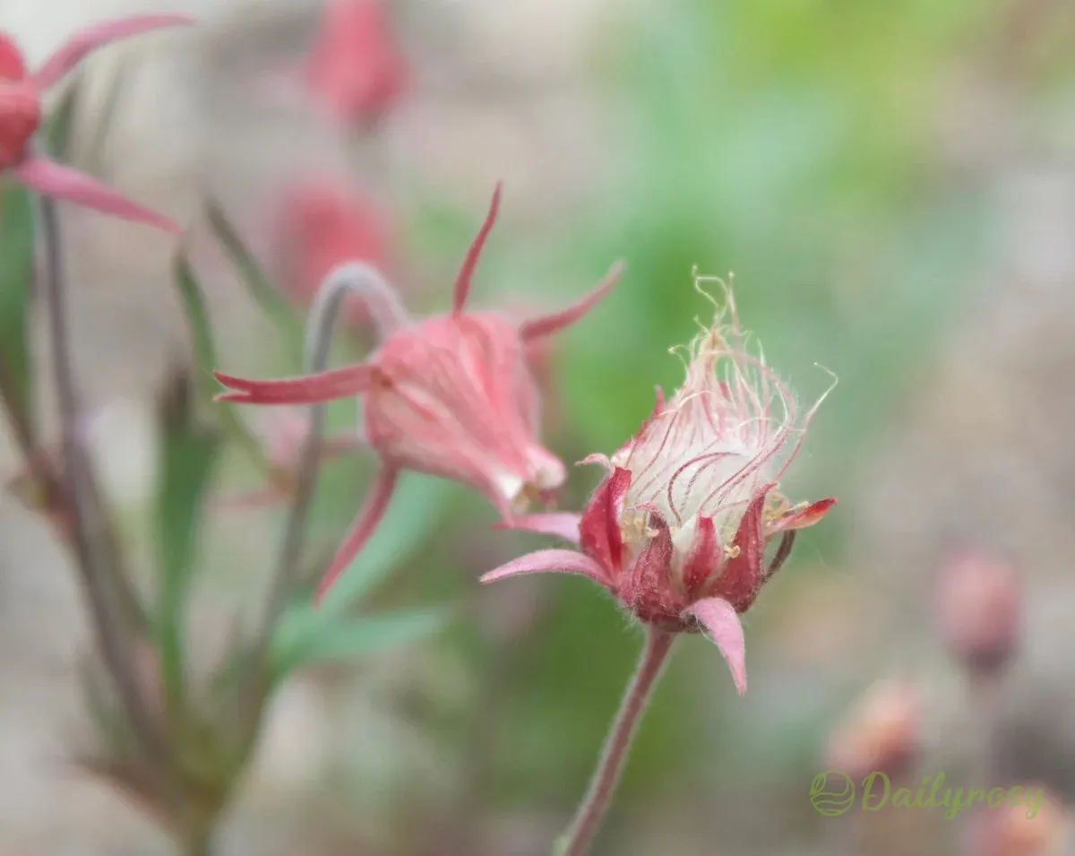 Prairie Smoke Flower Seeds