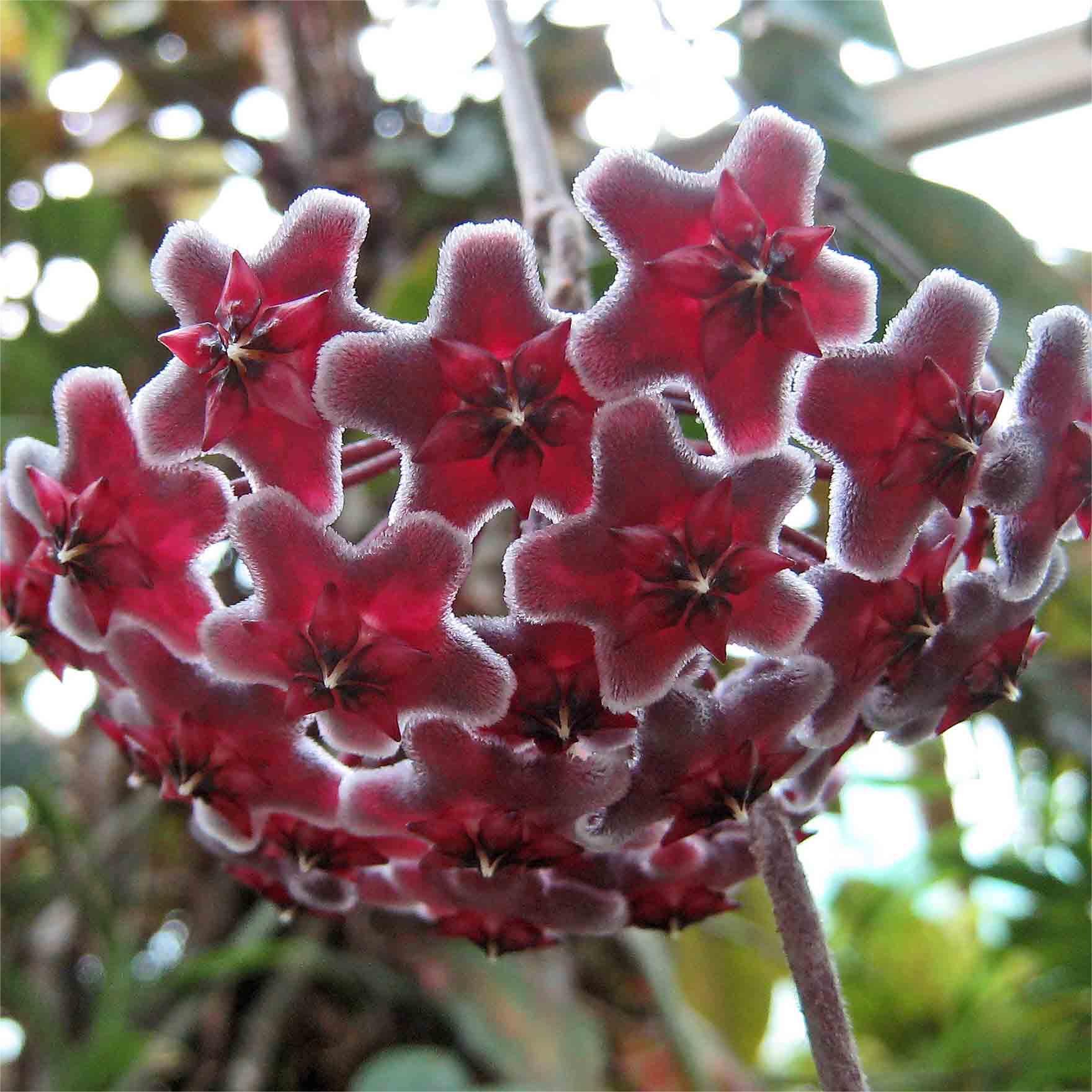 Hoya Seeds - Stars falling from the sky✨