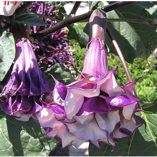 50pcs/Bag Datura Brugmansia Seeds Potted Bonsai Trumpets Angel Flower