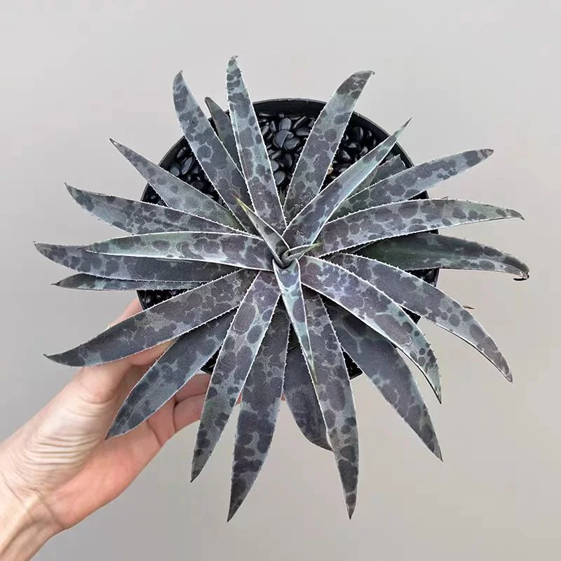 zwyw7.Agave Mangave Moonglow 15cm/Agave plants / Succulent plants / Garden landscape / Carefully select healthy plants