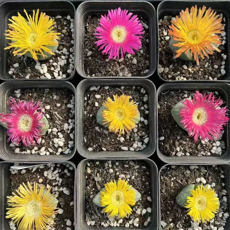 plant Aeonium Echeveria Haworthia  Caudex  Lithops Cactus  Agave 