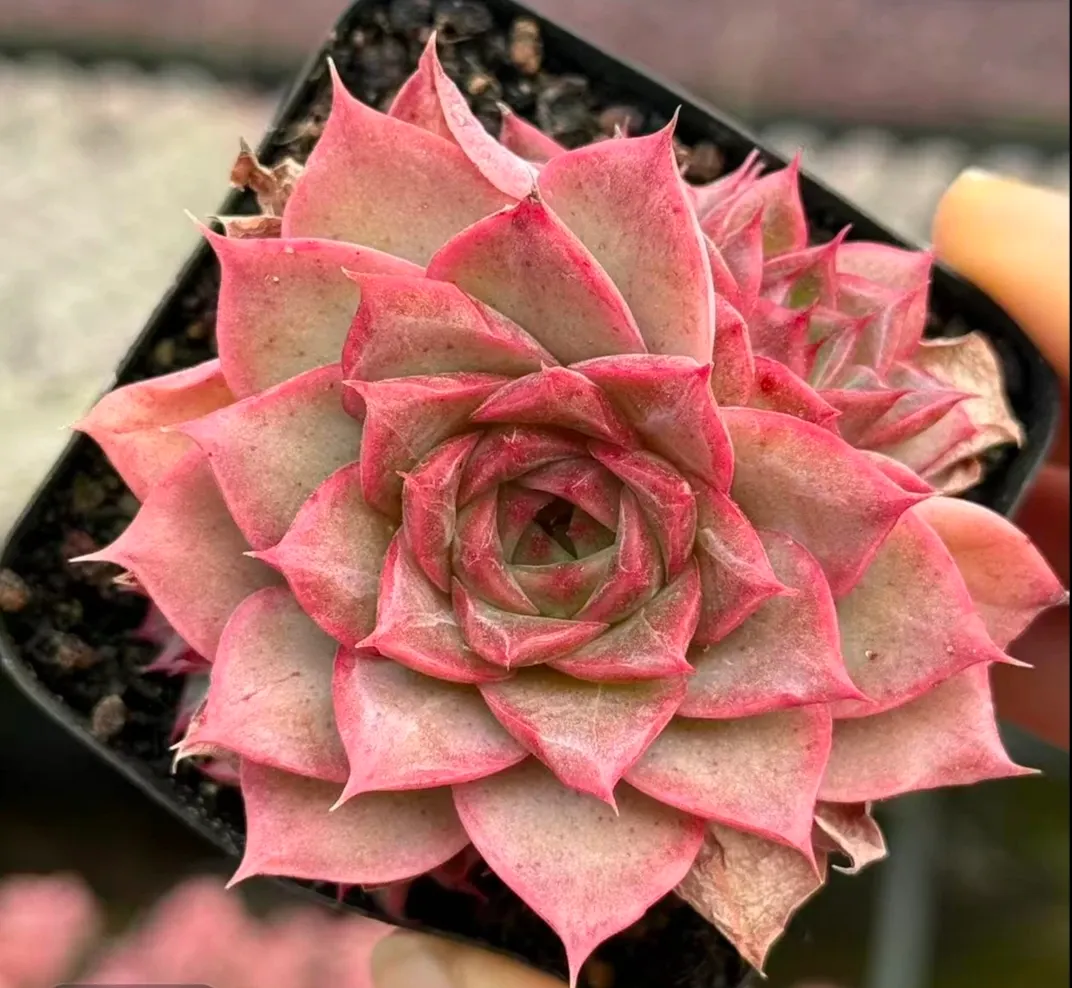 plant Aeonium Echeveria Haworthia  Caudex  Lithops Cactus  Agave 