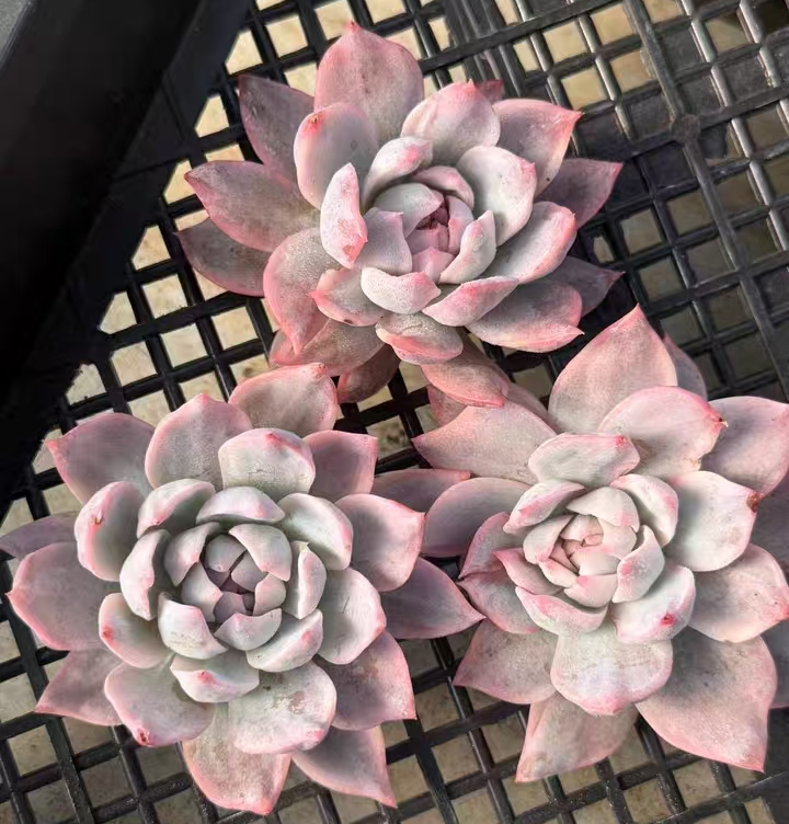 712.  Blue bird var. single head 4-5cm/ Echeveria / Succulent plants / Garden landscape / Carefully select healthy plants