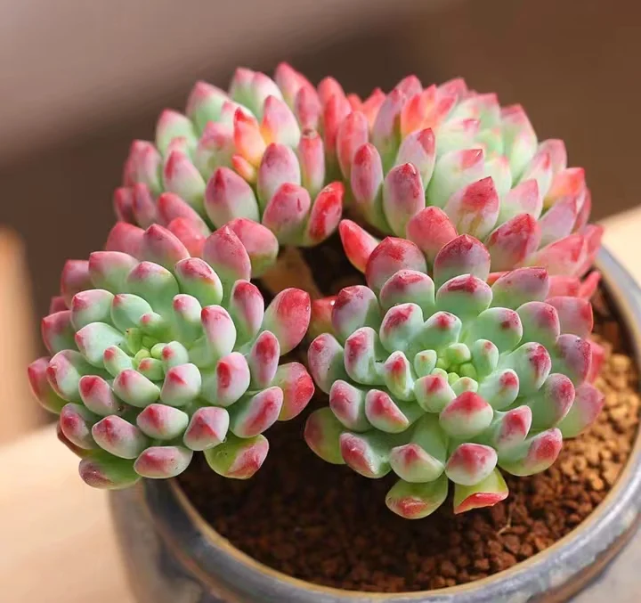 263. Blue apple single head and cluster / Echeveria  / Succulent plants / Garden landscape / Carefully select healthy plants