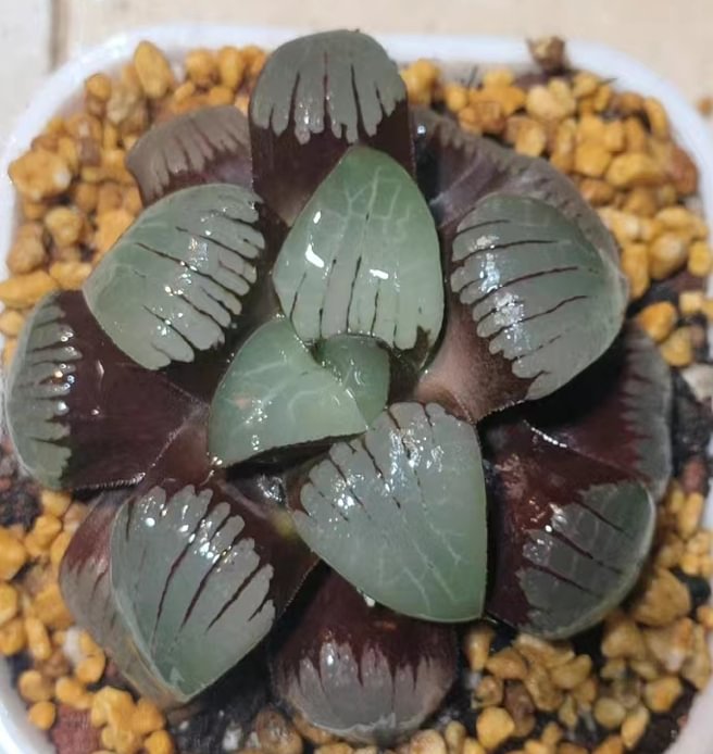 895.   Haworthia springbokvlakensis C.L.Scott   4-5cm / Haworthia/ Succulent plants / Garden landscape / Carefully select healthy plants