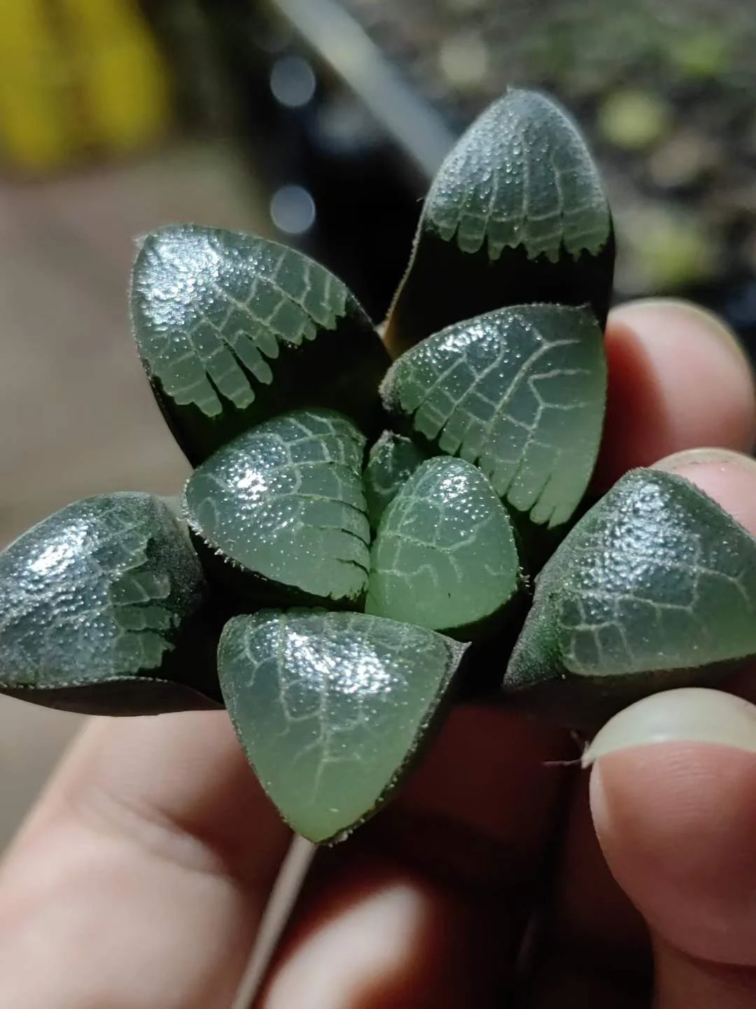 898.   GM291  5-6cm / Haworthia/ Succulent plants / Garden landscape / Carefully select healthy plants