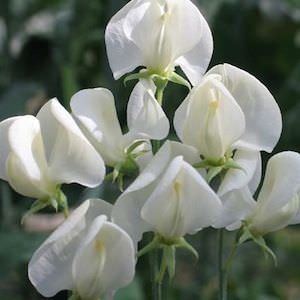 Mrs. Col­lier Sweet Pea Seeds
