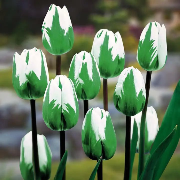 Bonsai Rare Color Tulip Seeds-Green