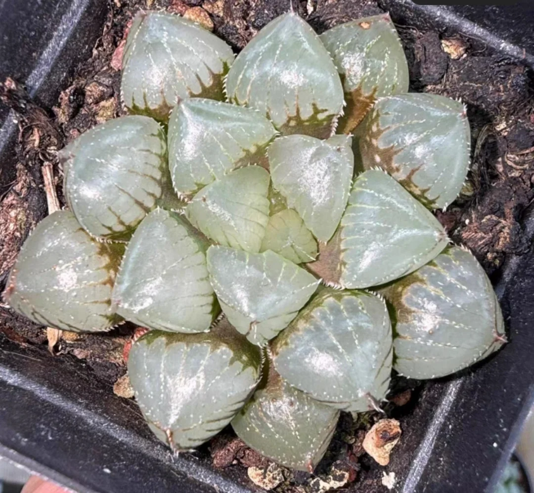 plant Aeonium Echeveria Haworthia  Caudex  Lithops Cactus  Agave 