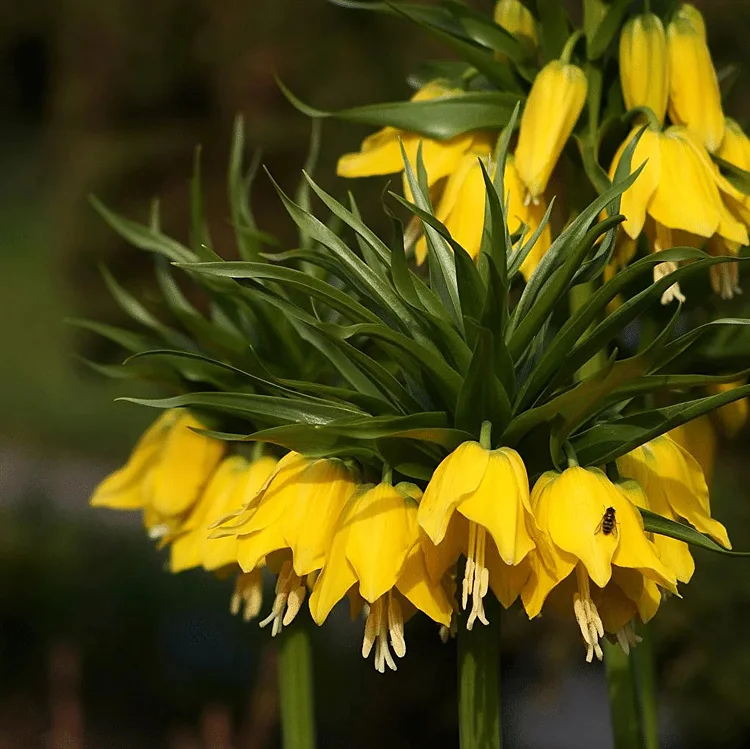 Multicolor Fritillaria Samen 100 Stück/Pack