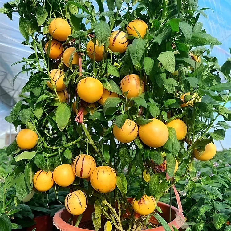 Ginseng Fruit Pepino Melon Seeds-Solanum Muricatum