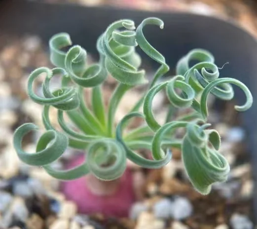 plant Aeonium Echeveria Haworthia  Caudex  Lithops Cactus  Agave 