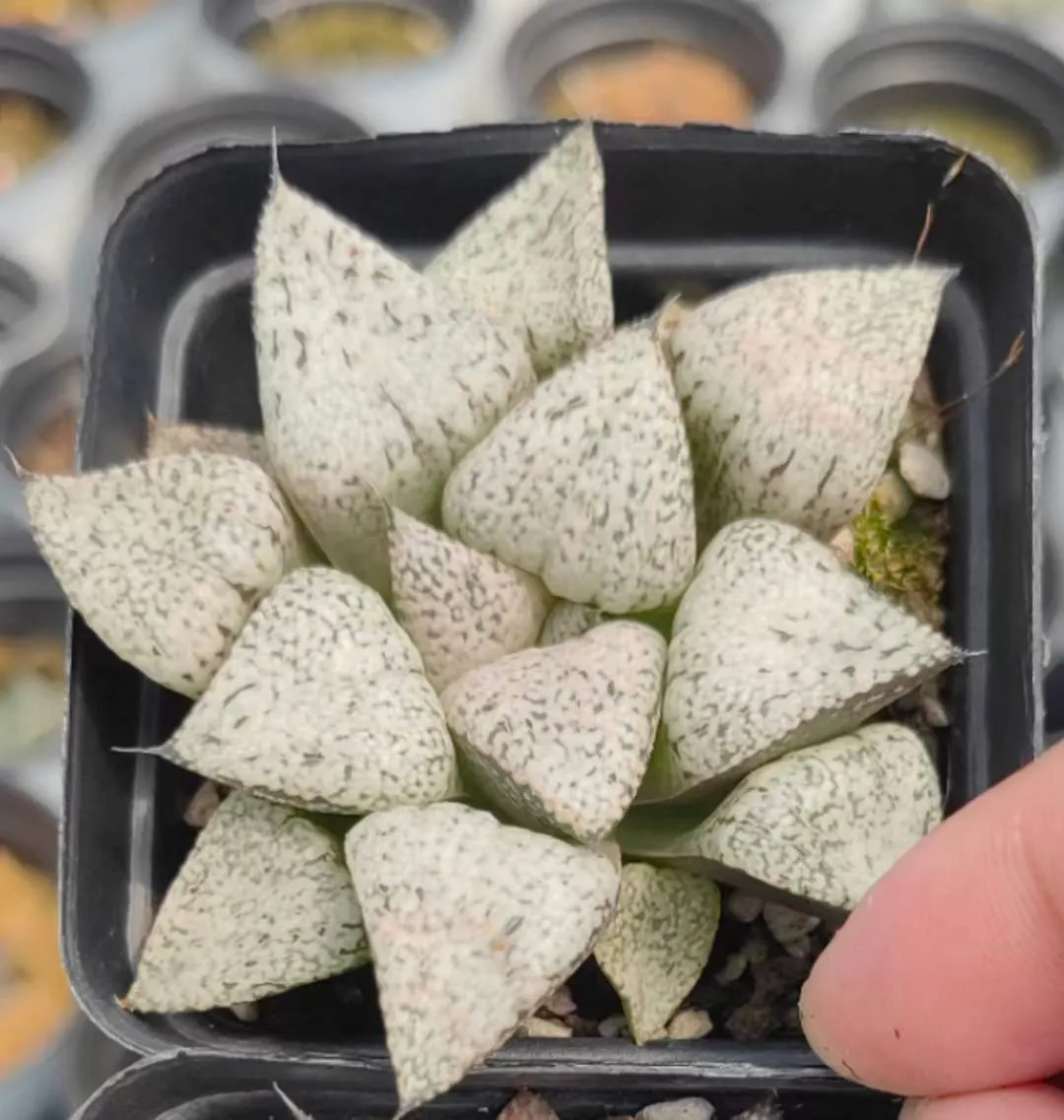 plant Aeonium Echeveria Haworthia  Caudex  Lithops Cactus  Agave 
