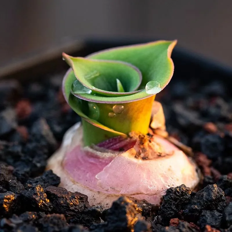 1085. Massonia depressa 1-1.2cm / Caudex  /  Succulent plants / Garden landscape / Carefully select healthy plants