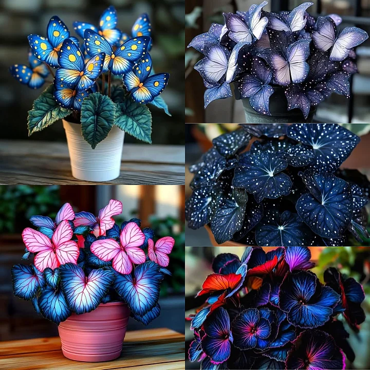 🔥Amazing Plants! 🦋Begonia 'Moonlight Butterfly'