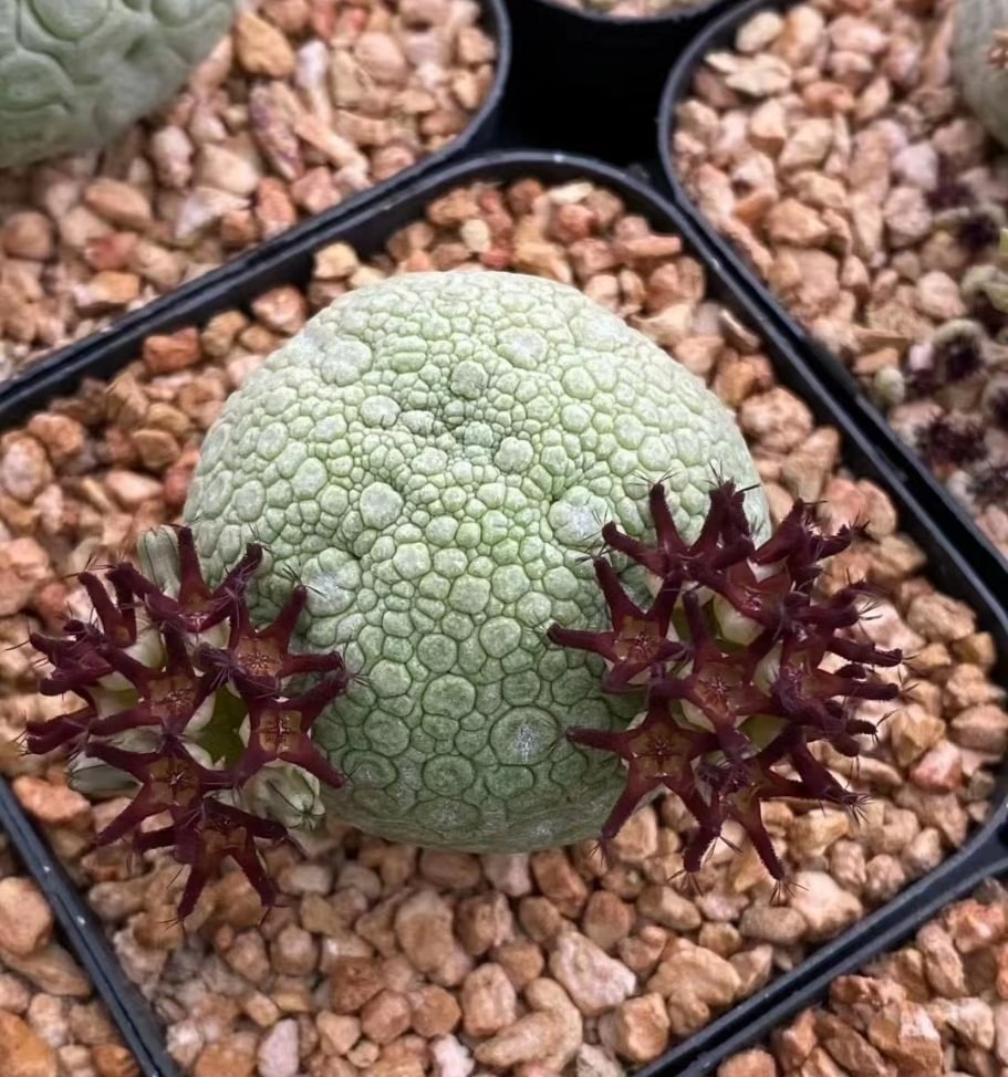 plant Aeonium Echeveria Haworthia  Caudex  Lithops Cactus  Agave 