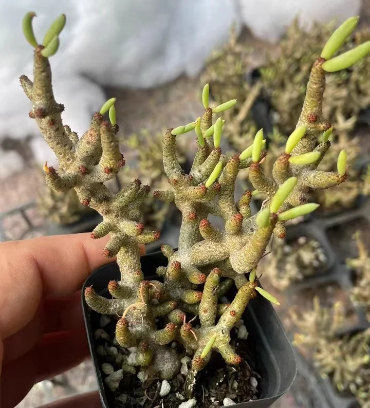 plant Aeonium Echeveria Haworthia  Caudex  Lithops Cactus  Agave 