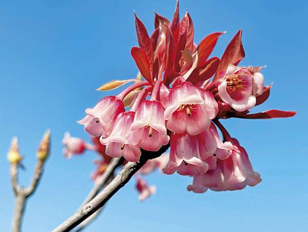 Rare Tuberose Enkianthus Seeds