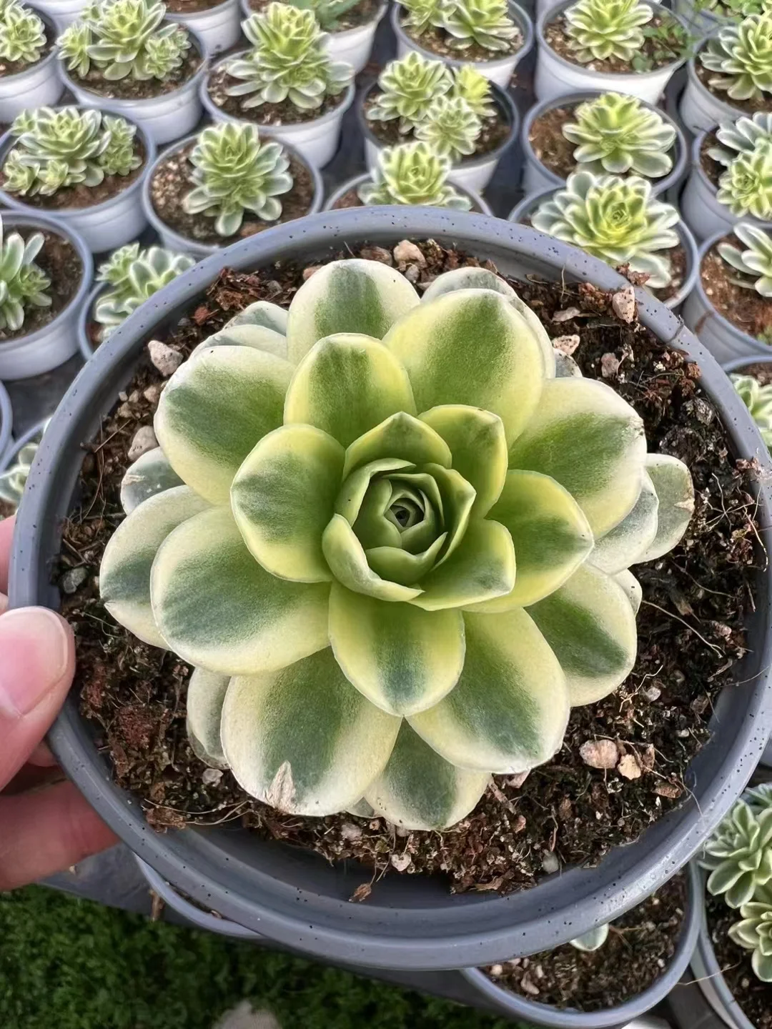 390.   Greenovia Webb& Berthel variation single head and cutting   /Aeonium  plants / Garden landscape / Carefully select healthy plants