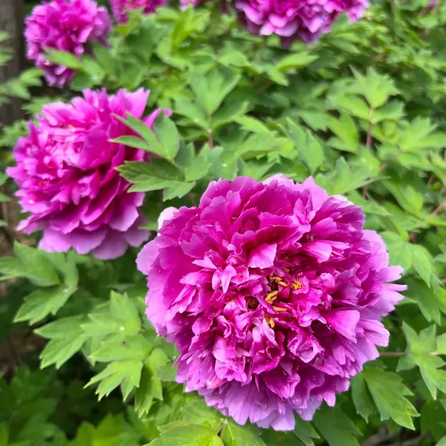 Green Peony Seeds – Symbol of luck and wealth