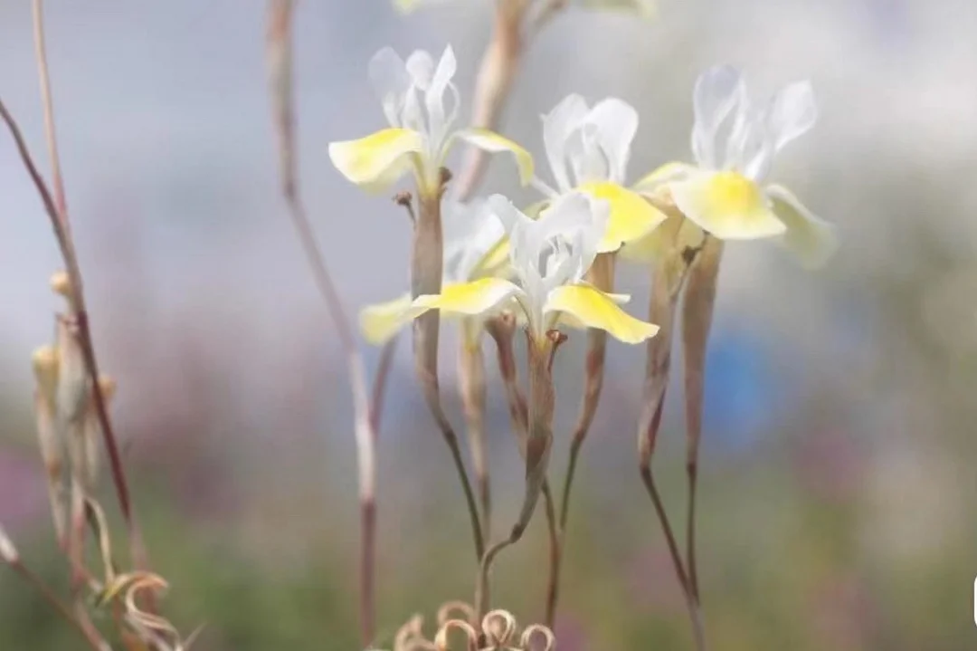 plant Aeonium Echeveria Haworthia  Caudex  Lithops Cactus  Agave 