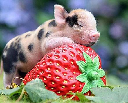 

Pig on Strawberries – Paint By Numbers - 40*50CM, 501 Original