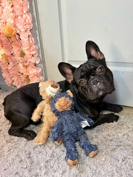 SplicedBear- Designed for Heavy Chewers