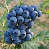 500pcs bonsai blueberry Edible Organic heirloom fruit dwarf bonsai tree potted planting for spring home garden supplies