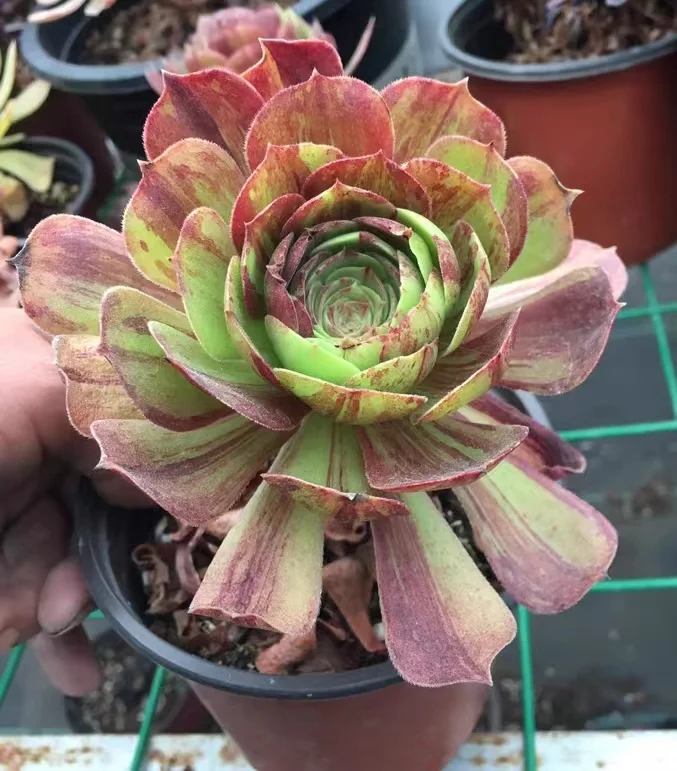 107. Aeonium Halloween flower moon night,Halloween big bang  single head and cutting / Aeonium / Succulent plants / Garden landscape / Carefully select healthy plants