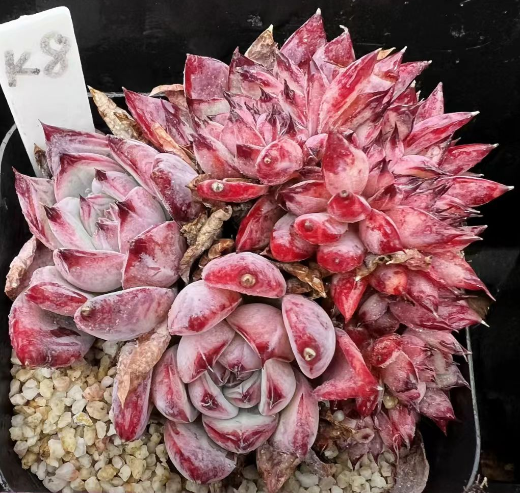 732.   pull sugar crested 5-7 cm / Echeveria / Succulent plants / Garden landscape / Carefully select healthy plants