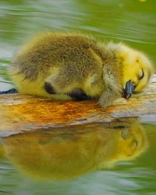 

Cute Baby Duck Sleeping – Paint By Numbers - 40*50CM, 501 Original