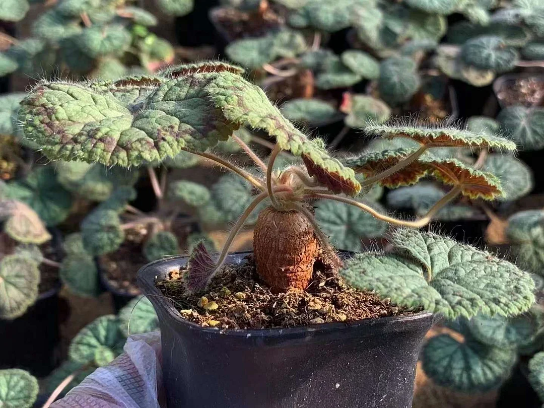 plant Aeonium Echeveria Haworthia  Caudex  Lithops Cactus  Agave 