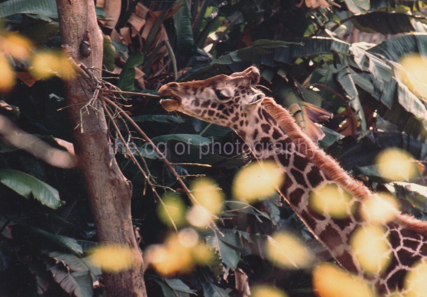 TREE SNACK Giraffe FOUND Photo Poster painting ColorOriginal Snapshot 811 17 W