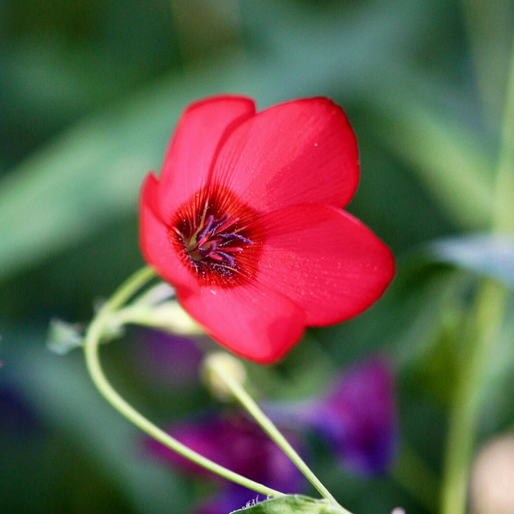 Scarlet Flax Seeds