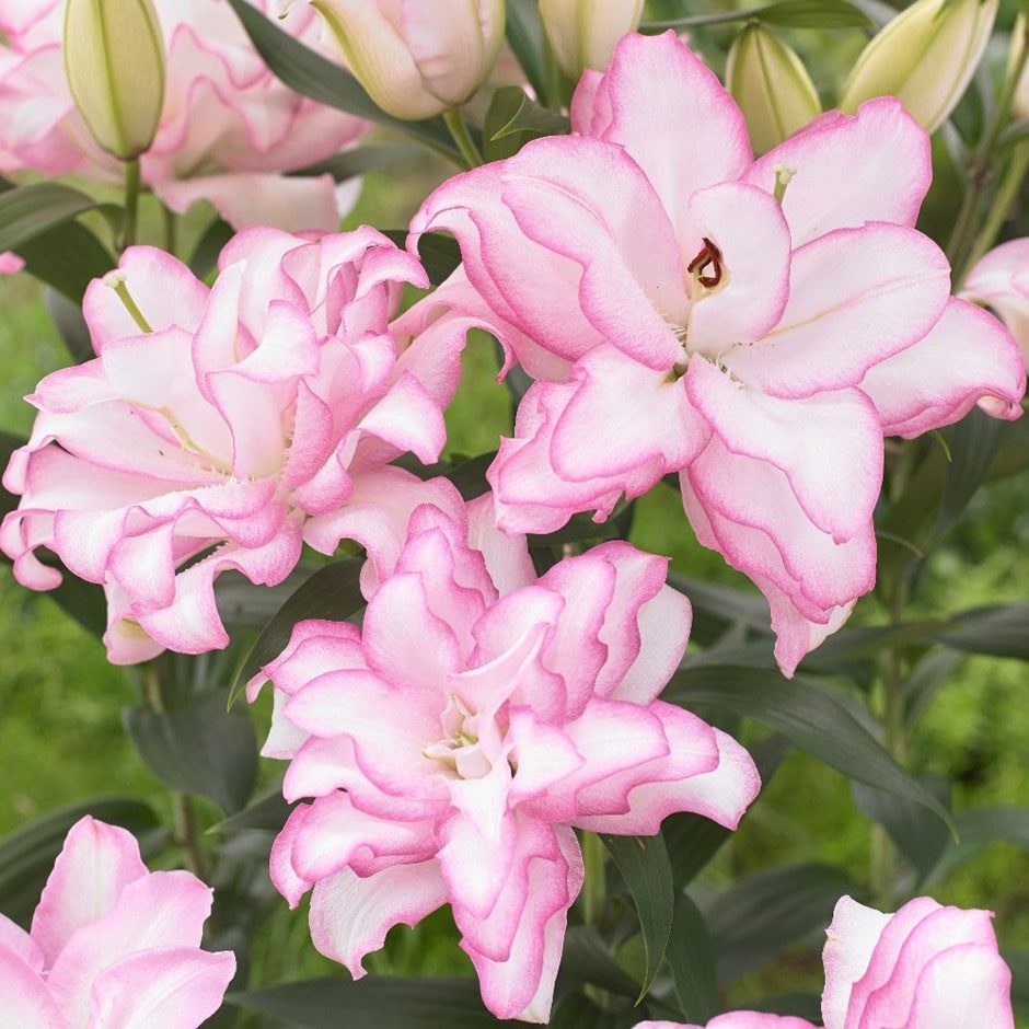 Lilium Roselily Lily Bulbs Jonyparkseed®