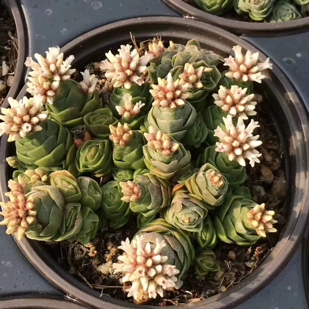 plant Aeonium Echeveria Haworthia  Caudex  Lithops Cactus  Agave 