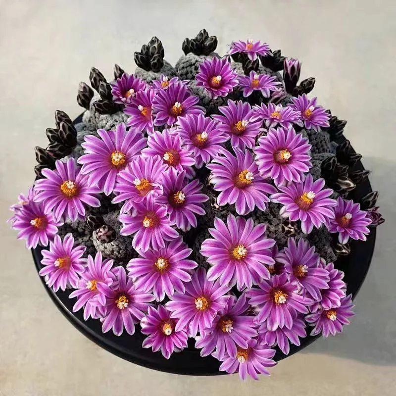 637.  Turbinicarpus valdezianus   single head  1.8-2cm /Cactus plants /Succulent plants/ Garden landscape / Carefully select healthy plants
