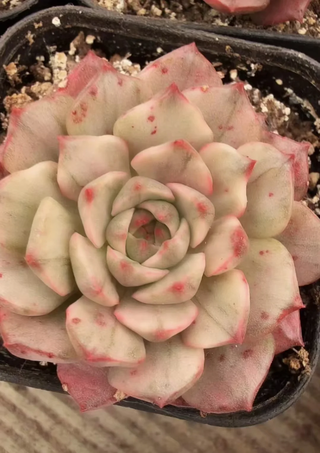 plant Aeonium Echeveria Haworthia  Caudex  Lithops Cactus  Agave 