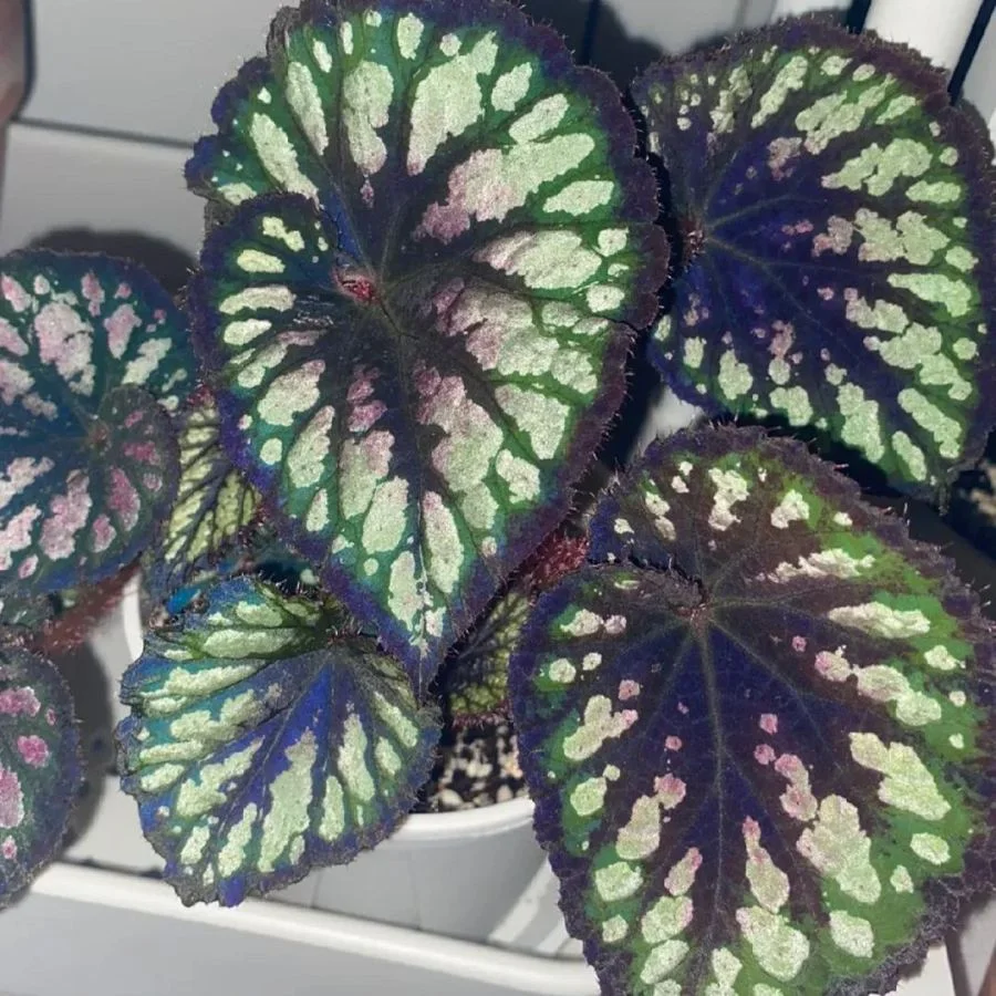 Ferris Wheel Begonia Seeds