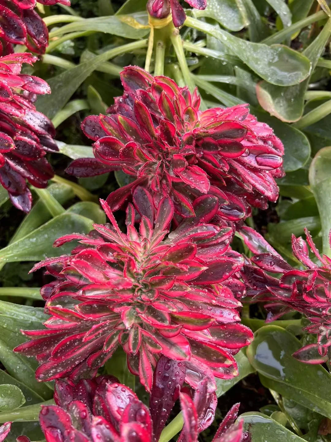 plant Aeonium Echeveria Haworthia  Caudex  Lithops Cactus  Agave 