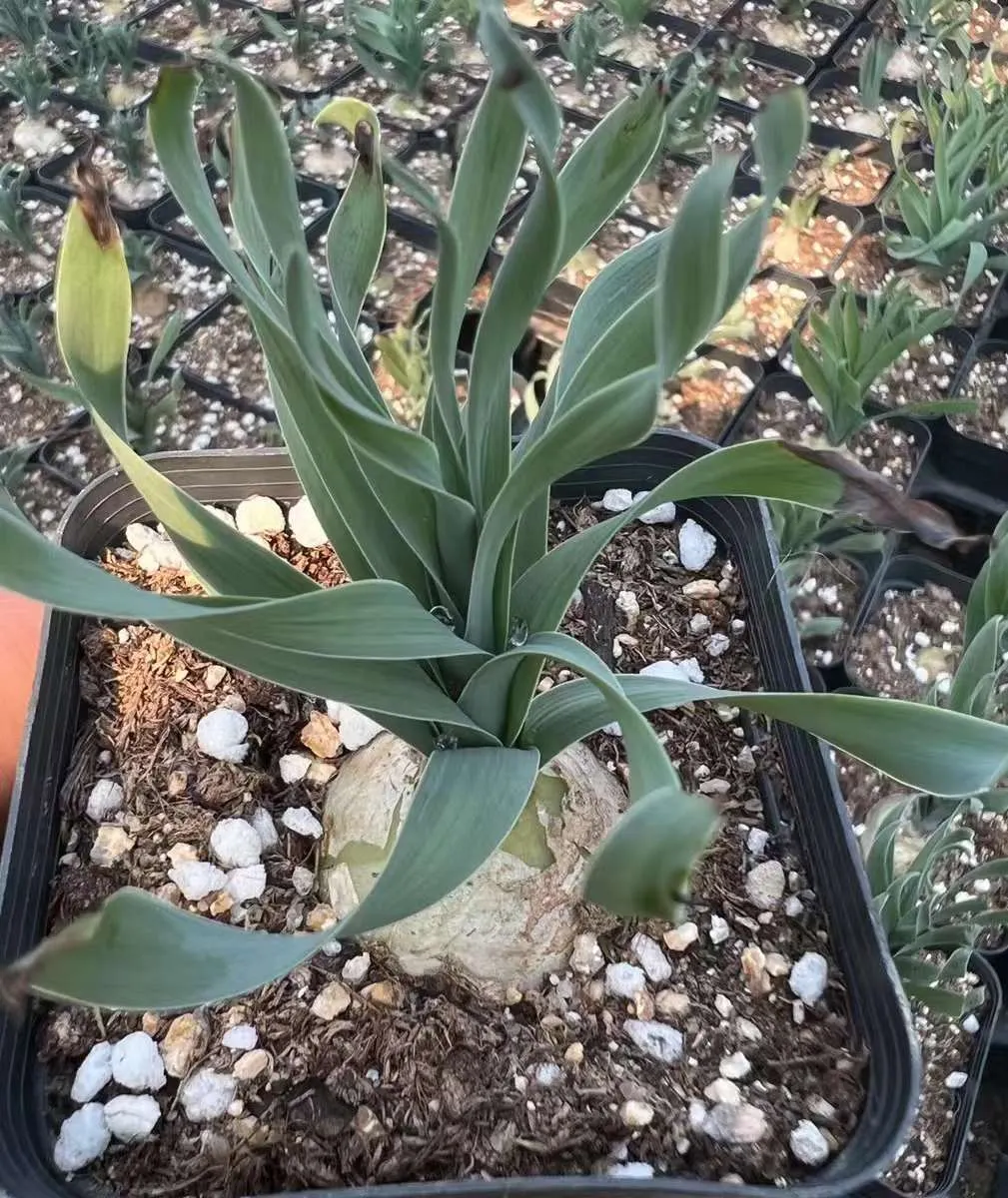 plant Aeonium Echeveria Haworthia  Caudex  Lithops Cactus  Agave 