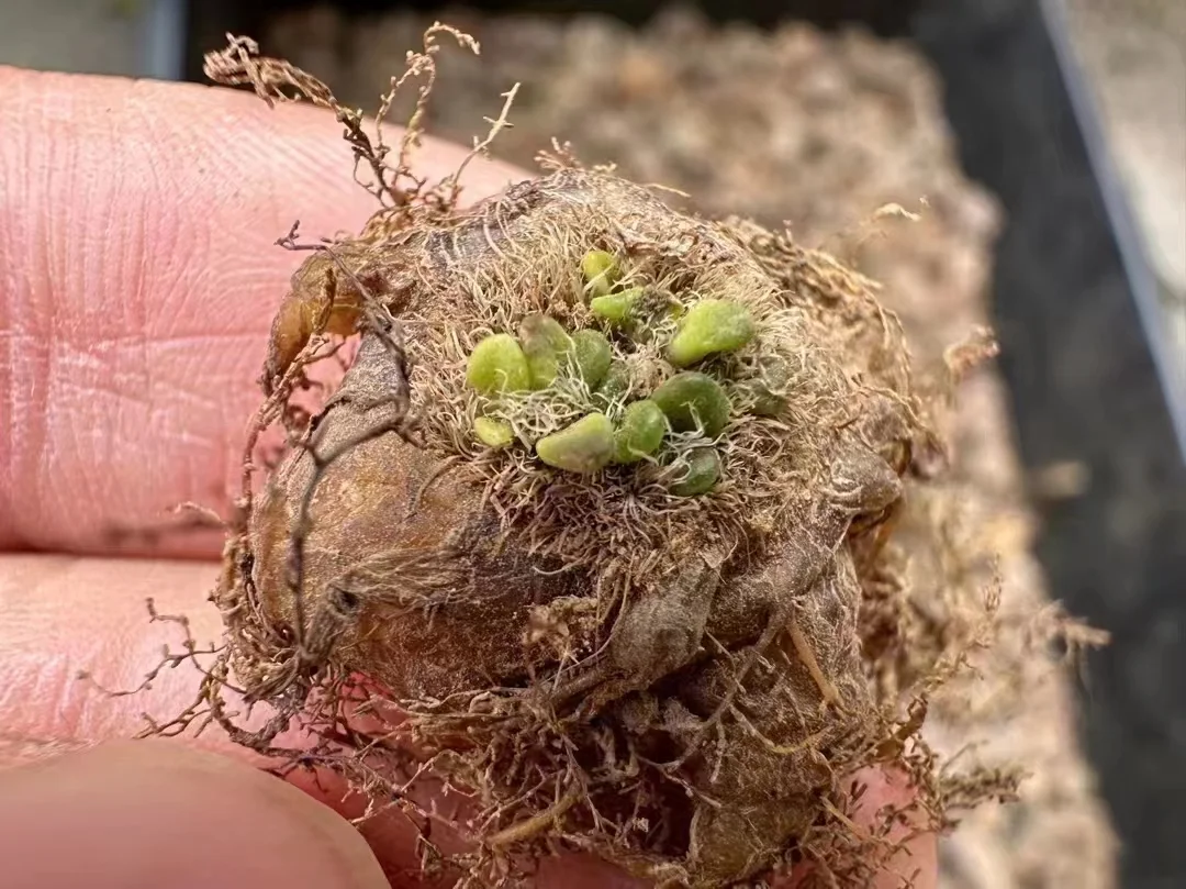 plant Aeonium Echeveria Haworthia  Caudex  Lithops Cactus  Agave 