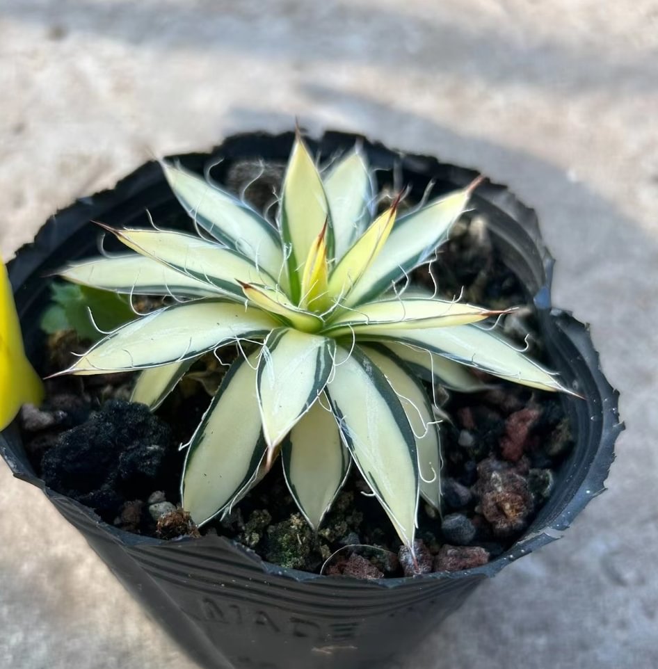 687.  Agave filifera cv. Var.  single head has roots   8-10cm / Agave plants   / Succulent plants / Garden landscape / Carefully select healthy plants