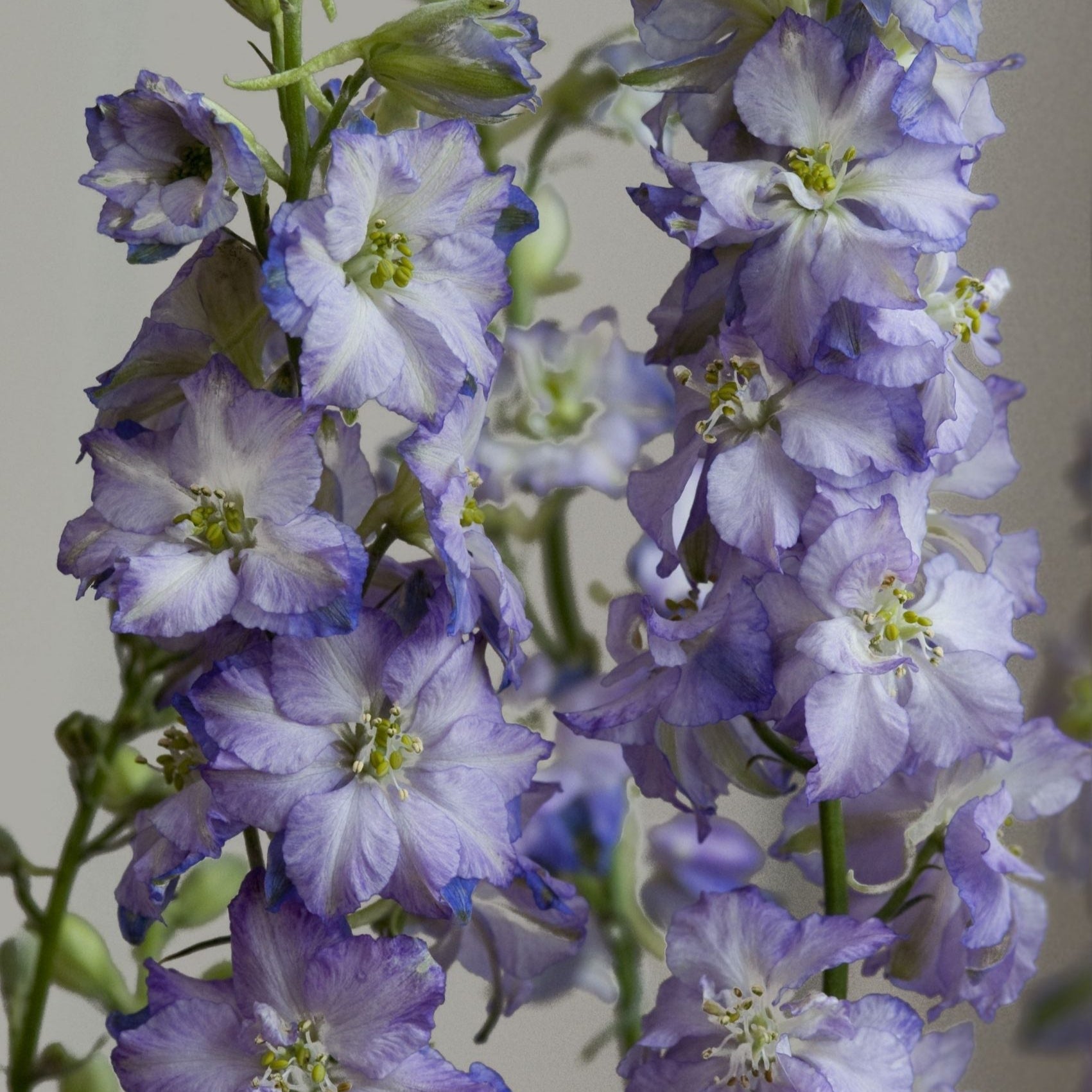 Larkspur Fancy Purple Picotee Flower | X 100 Seeds