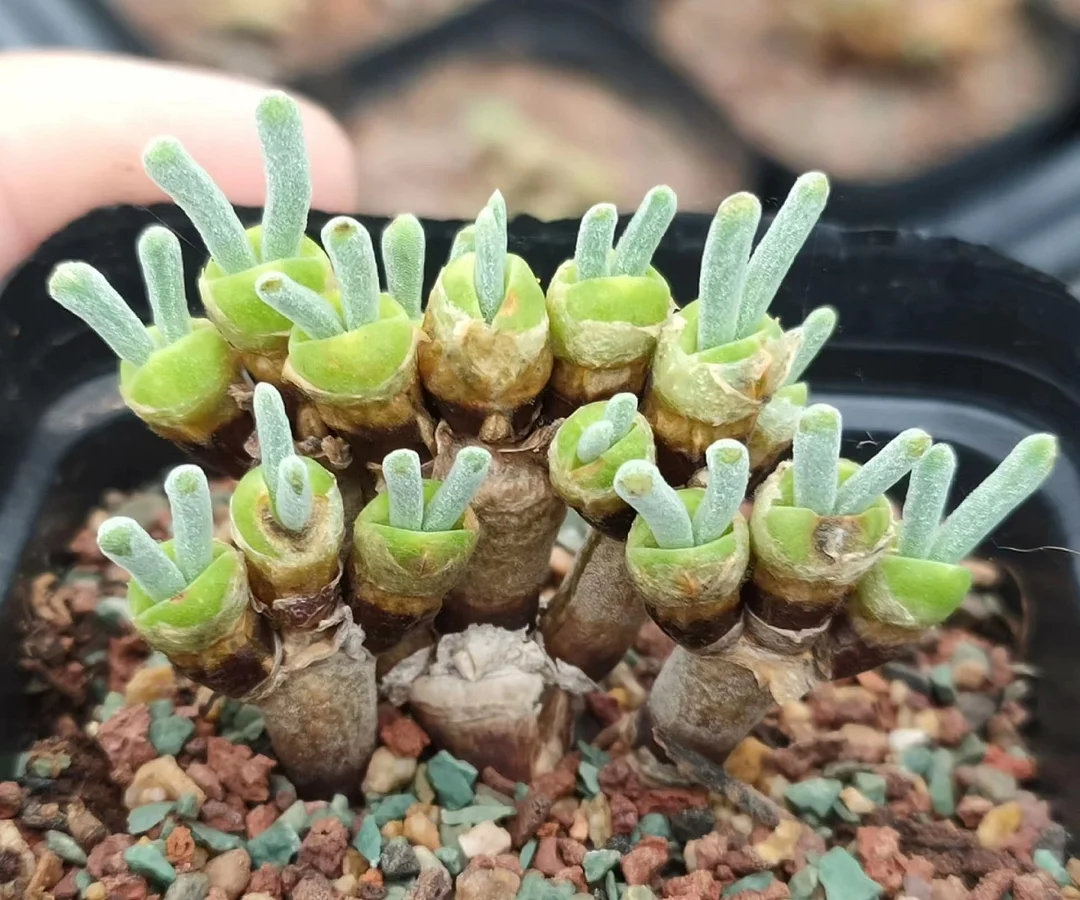 plant Aeonium Echeveria Haworthia  Caudex  Lithops Cactus  Agave 