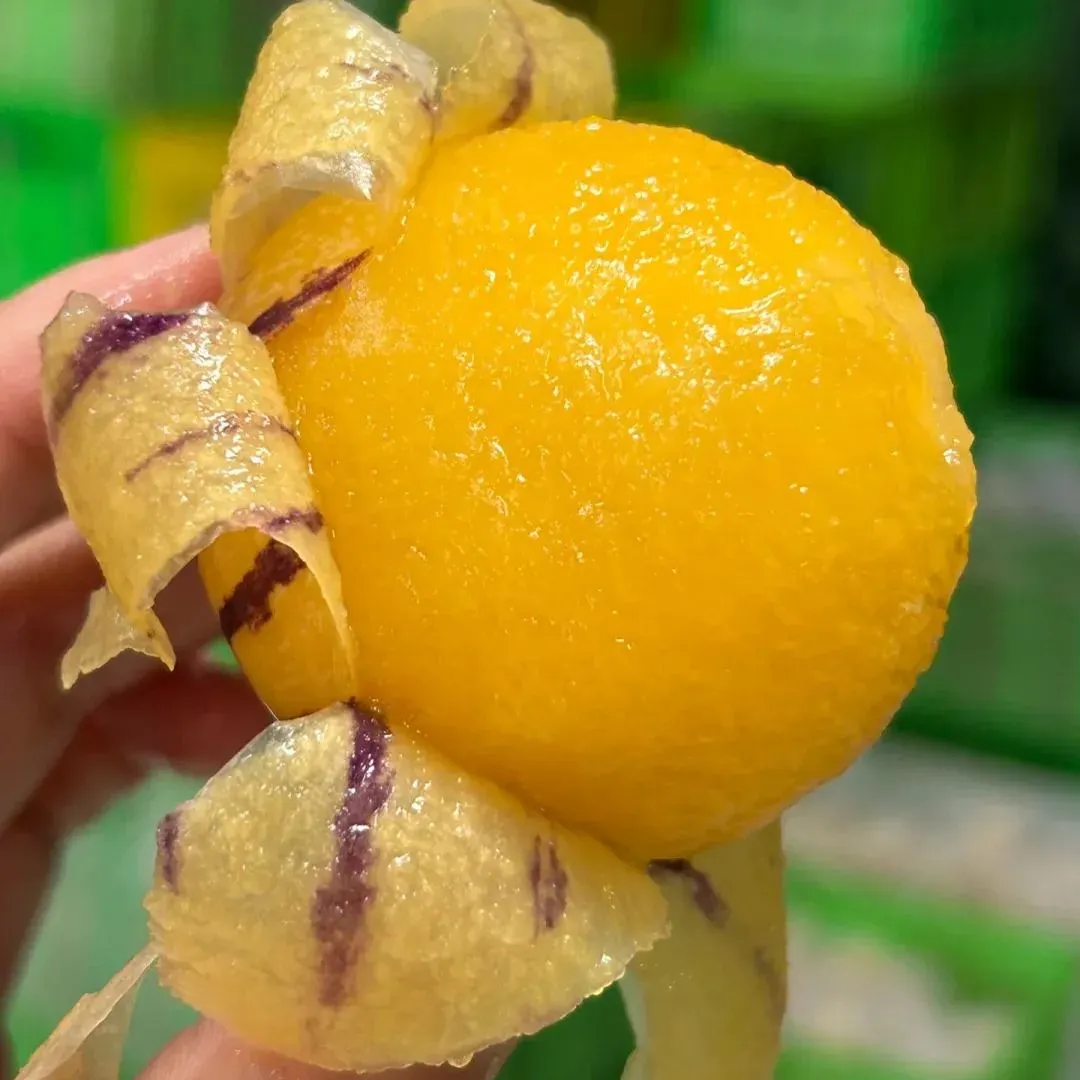 Pepino melon seeds, melon pear or sweet cucumber exotic fruit, ginseng fruit seeds