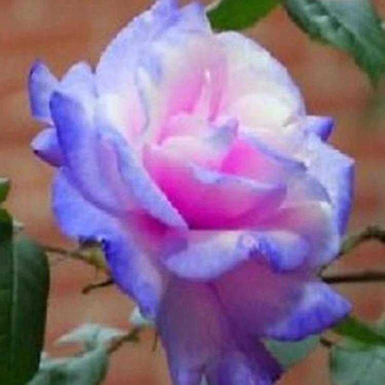 バッグ Rose H!Baby Shabetpoa Primaer4 9 Baby Blue Roses - Black Round Velvet Box | Flower Delivery