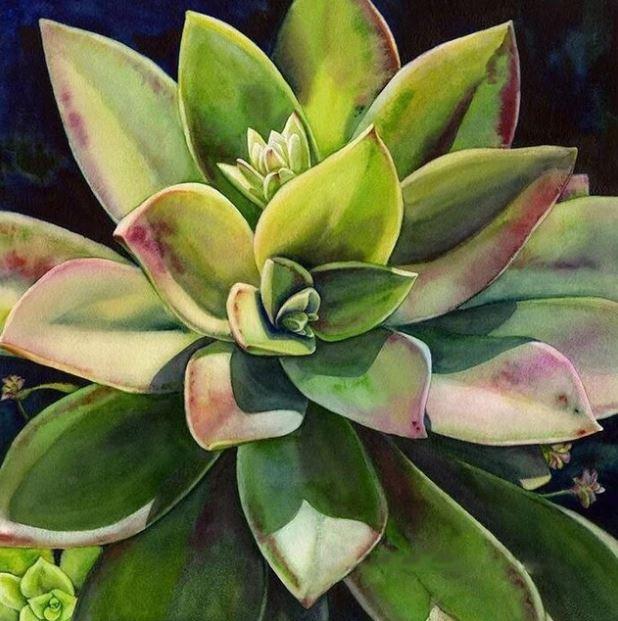 

Succulents Plants – Paint By Numbers - 40*50CM, 501 Original