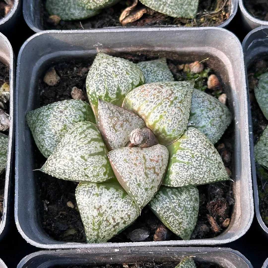 plant Aeonium Echeveria Haworthia  Caudex  Lithops Cactus  Agave 